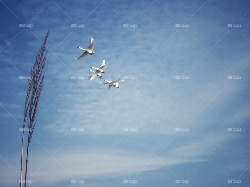 Trumpeter swans 