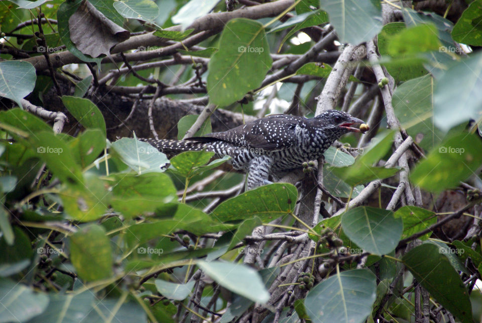 A white black textured bird - reminds me of a zebra.