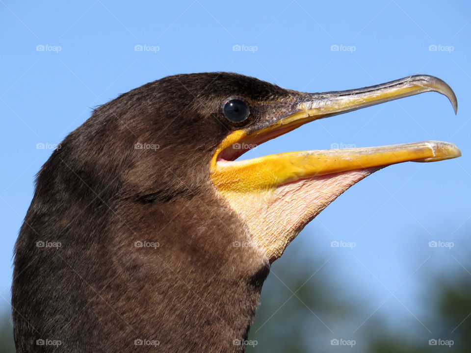 Double-crested Comorant Extreme Closeup . Extreme closeup of Double-crested Comorant in profile with beak open