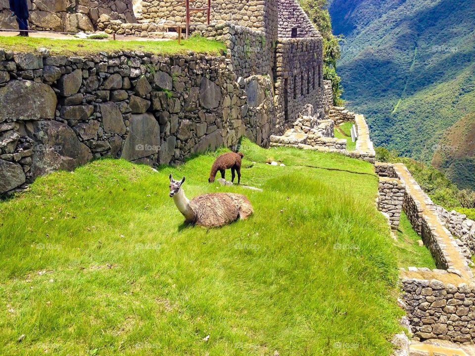Llama in Peru