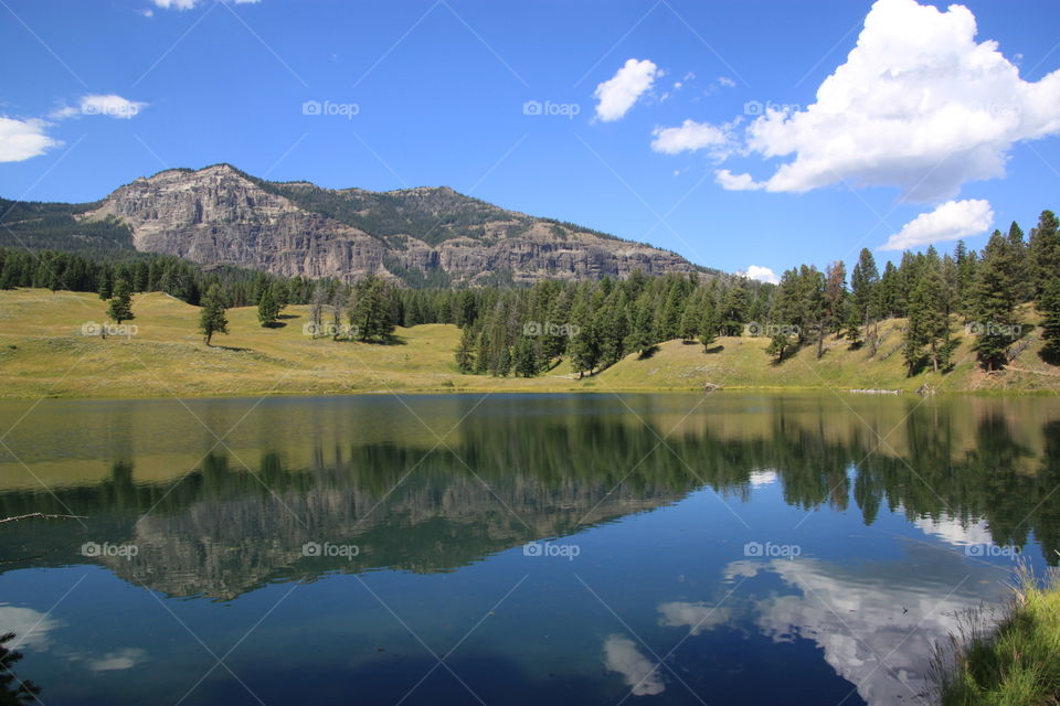 Reflection of trees in trout lake at yellowstone national park