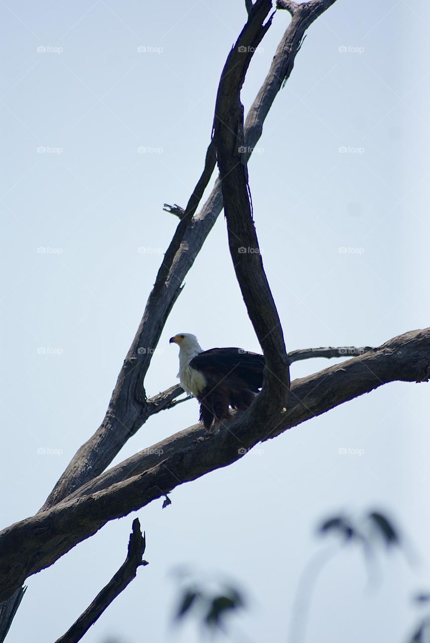 A close up shot of a fish eagle 