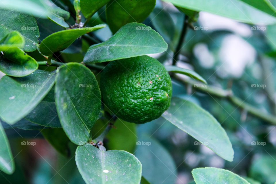 Key lime
Terrace Garden