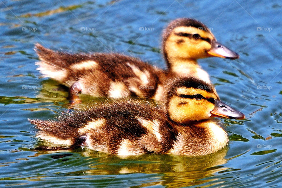 baby birds ducks cute by olegdimov