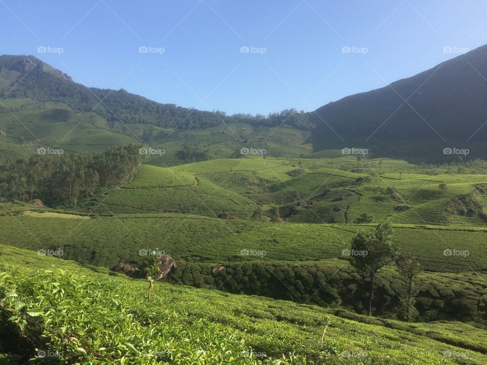 tea garden