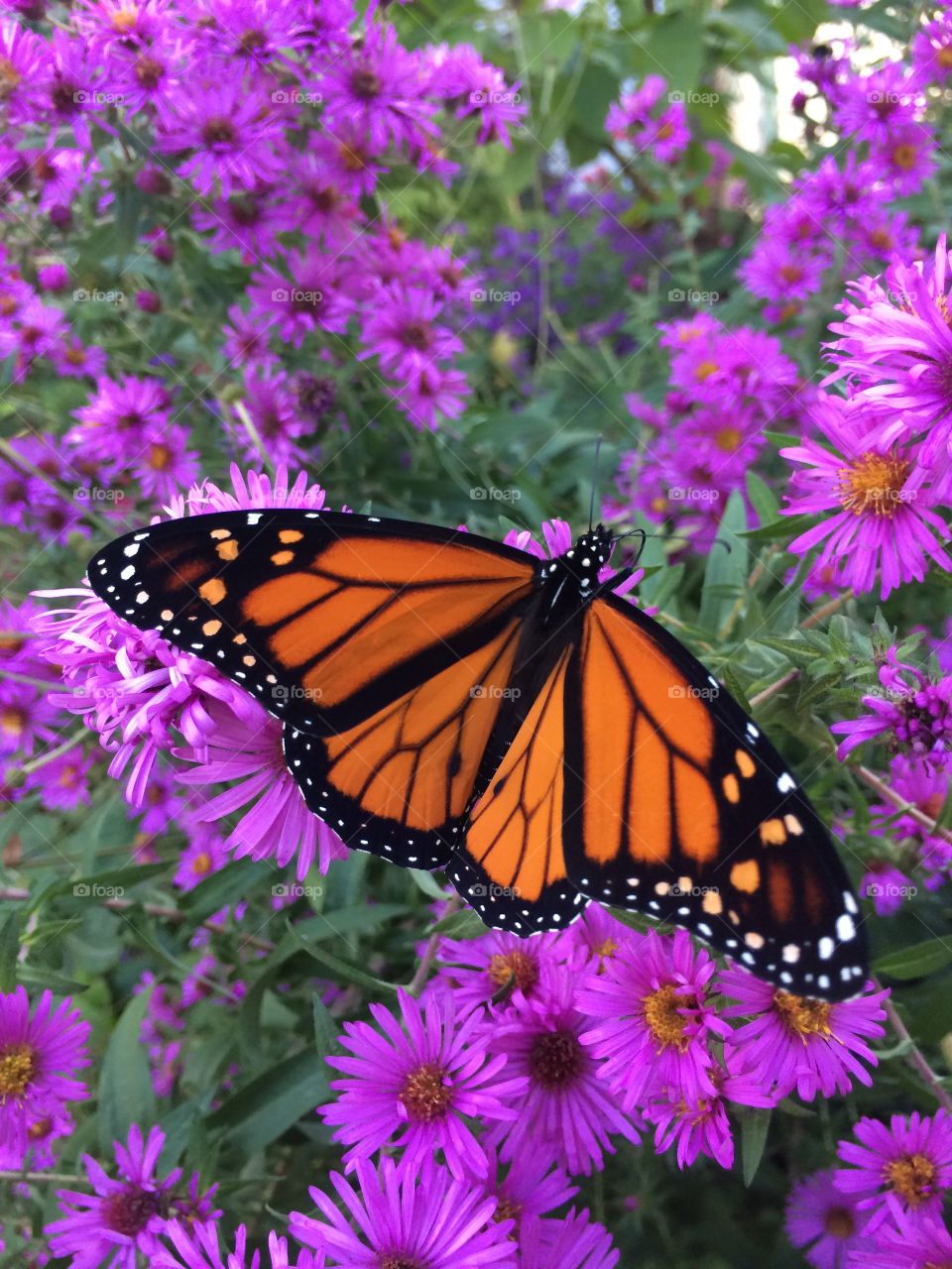 A visitor to the asters 