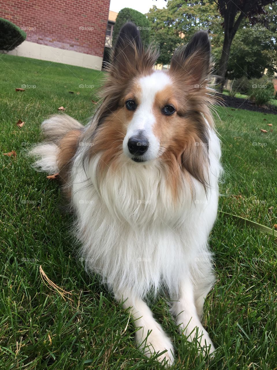 Bailey the sheltie 