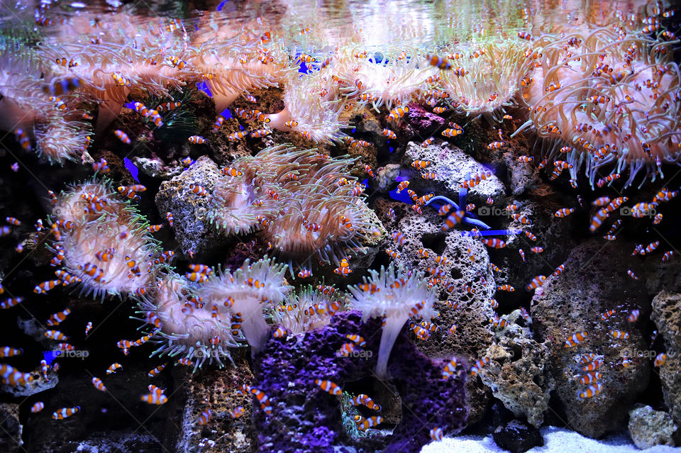 Colorful aquarium detail with clownfish and anemones.