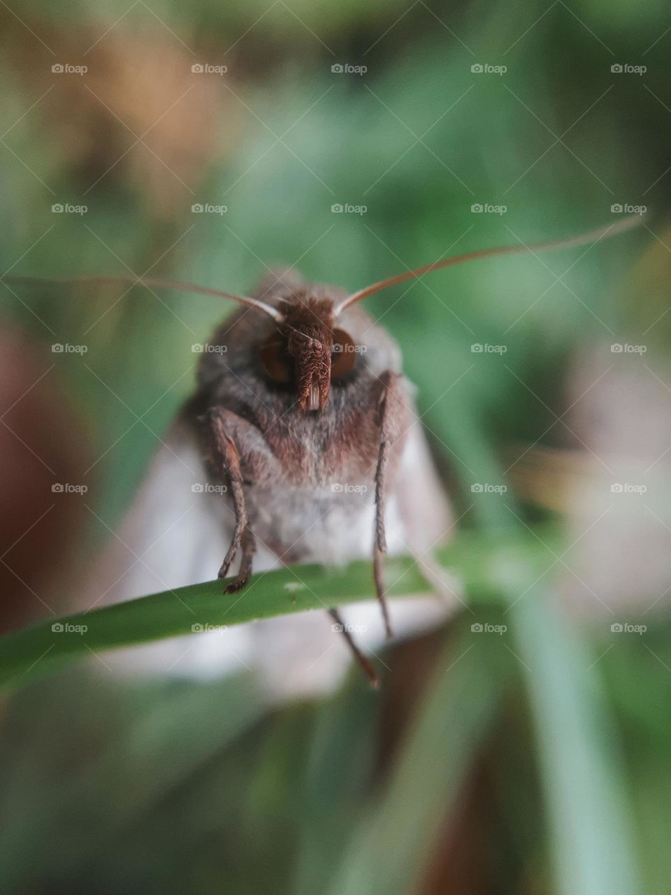 Mil is Ukrainian insect