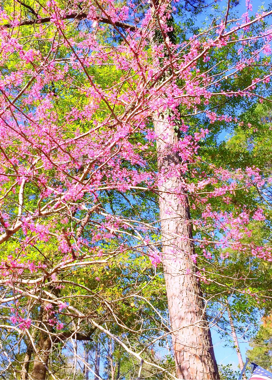 Pink tree 