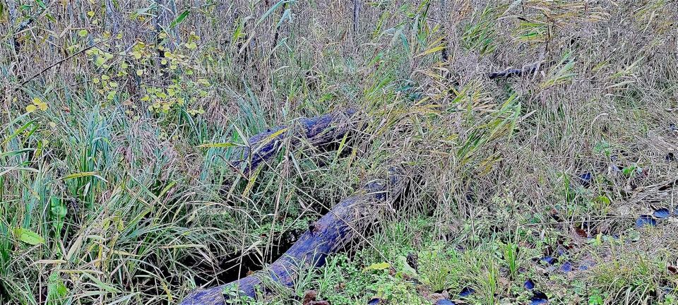 This is the “Rainer Wald” or “Rainer Forest” near the small township of “Rain” in “Lower Bavaria” or “Niederbayern”. It was zoned in recent years as a wildlife refuge and a recreated natural swamp forest. 2023. Hypnotic Productions