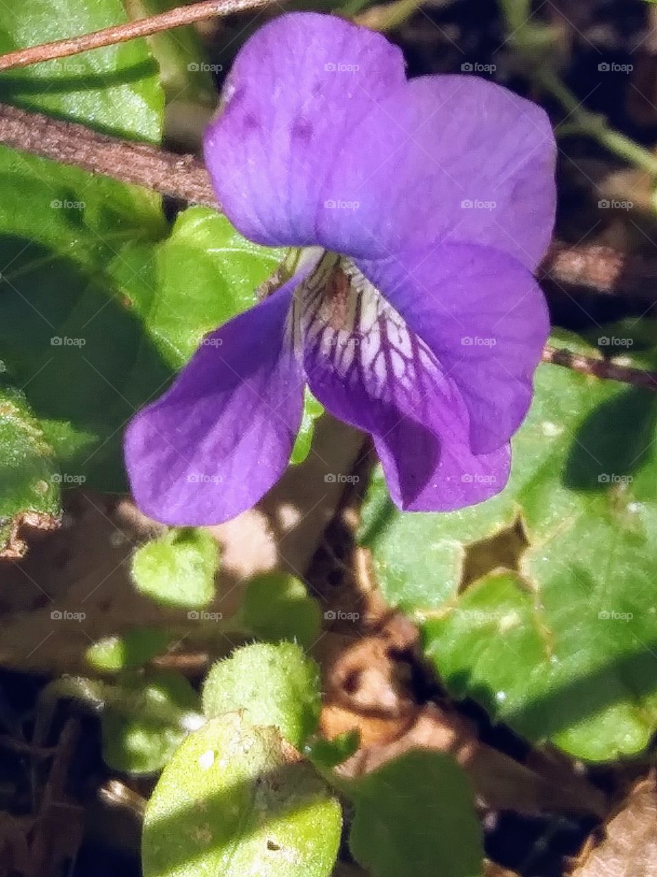 lone violet