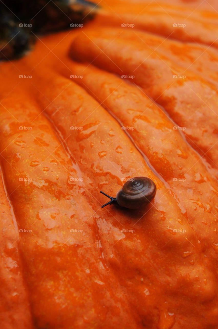 Snail on orange pumpkin