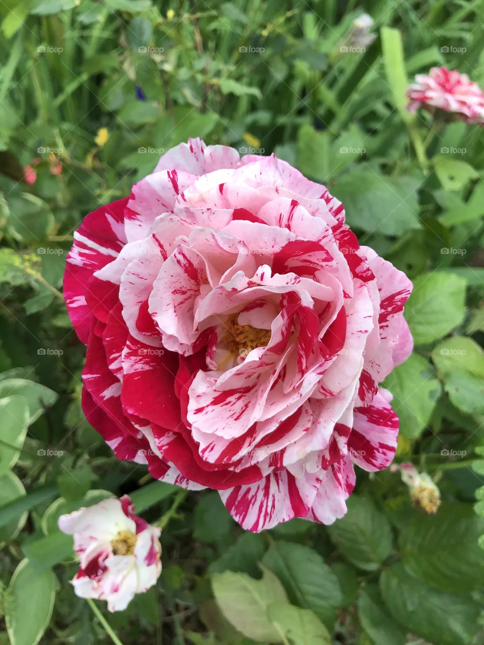 Candy cane Rose