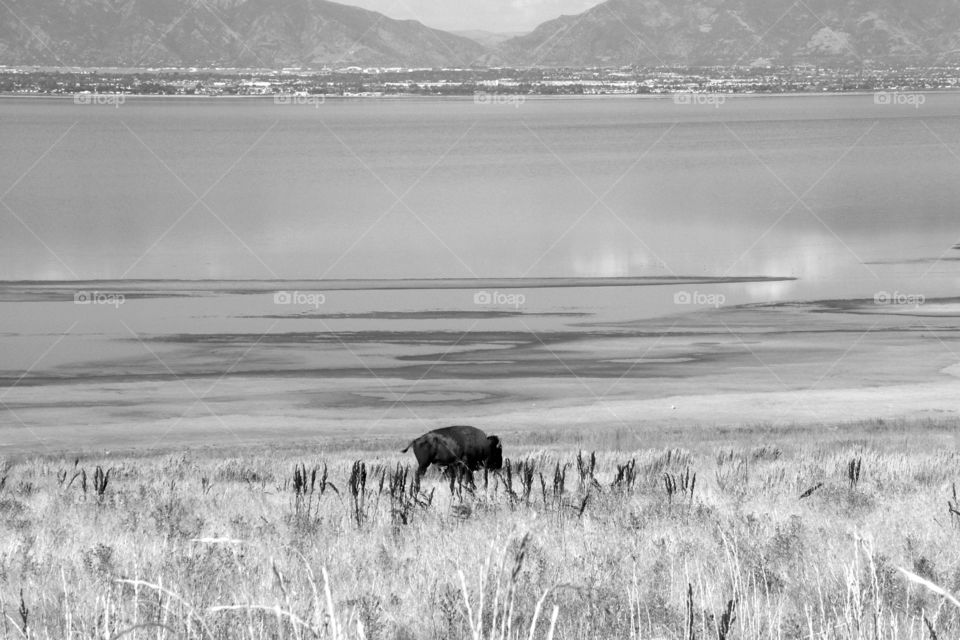 A loan bison walks along the shore of the Great Salt Lake on Antilope Island in Utah