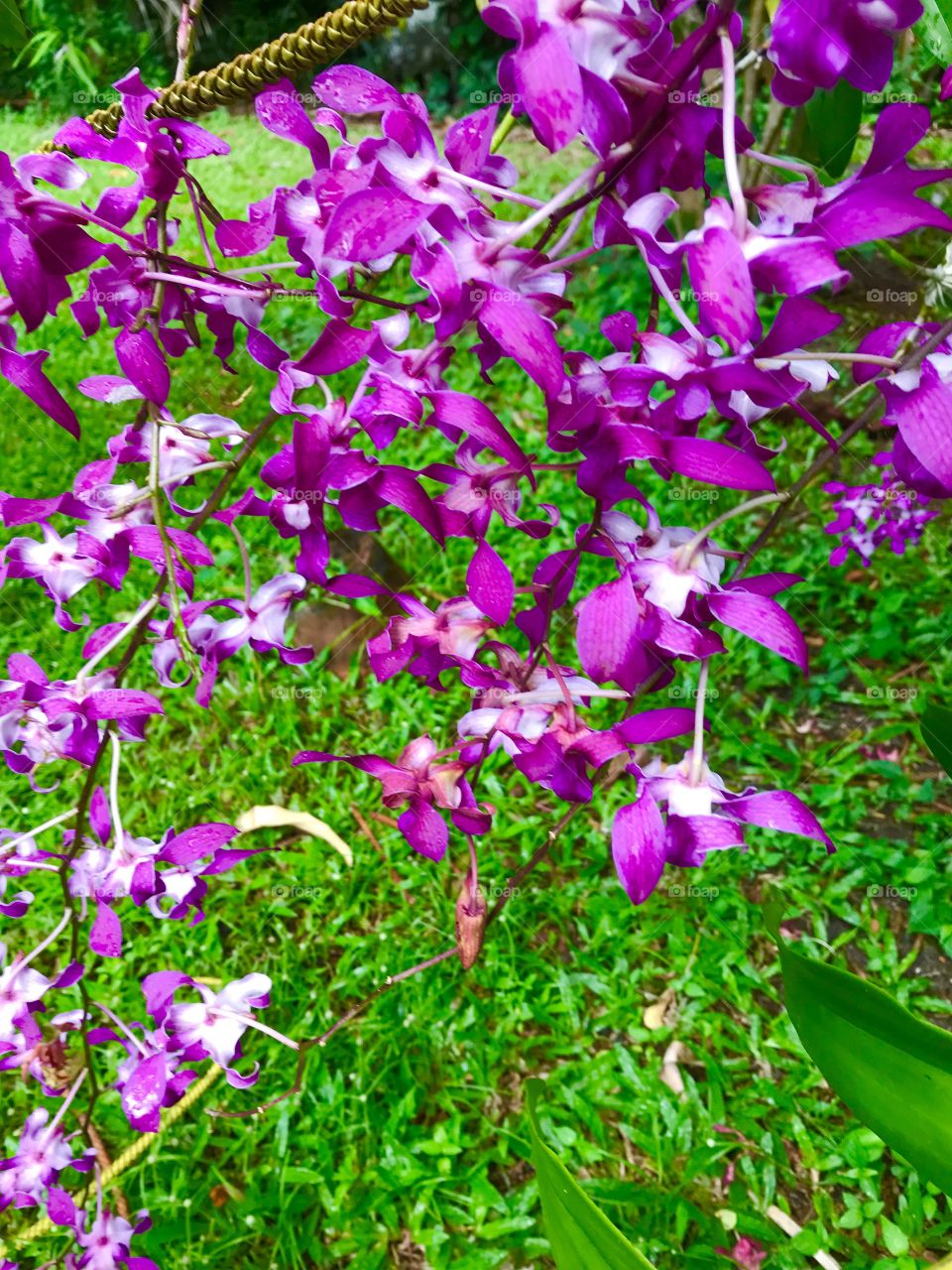 Purple hanging flowers 