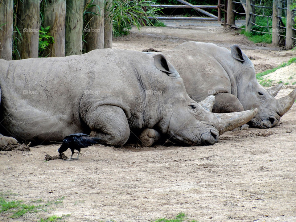 birds zoo huge rhino by carinafox5