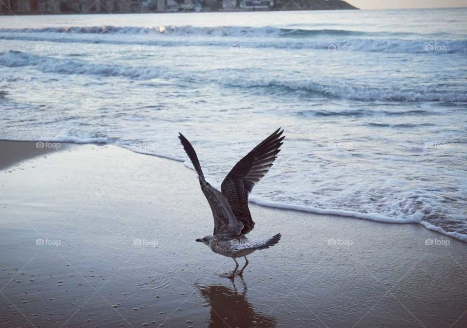 Seaview#seagull#wind#beach#animal#waves