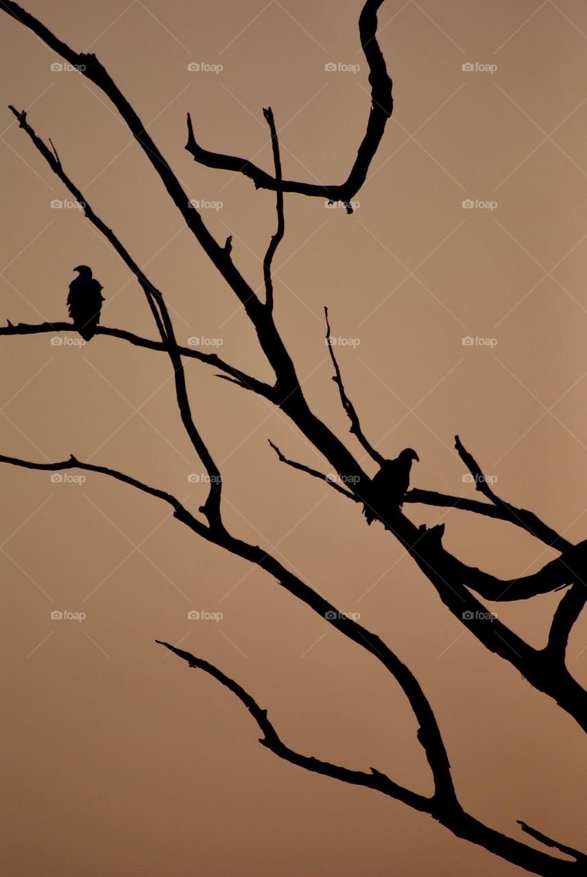 A silhouette of two fish eagles 