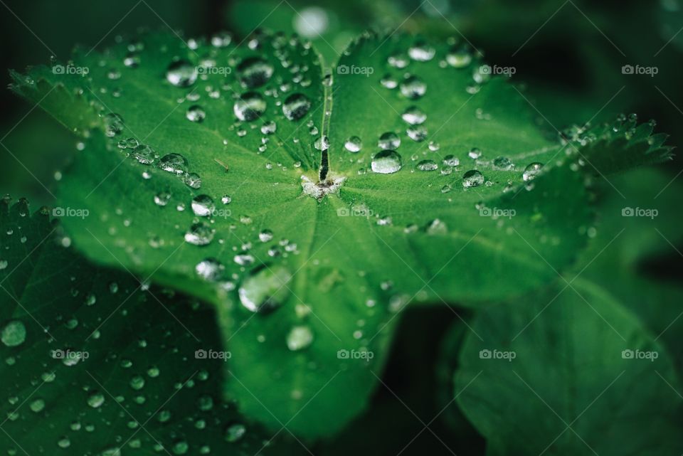 Raindrops on leaves