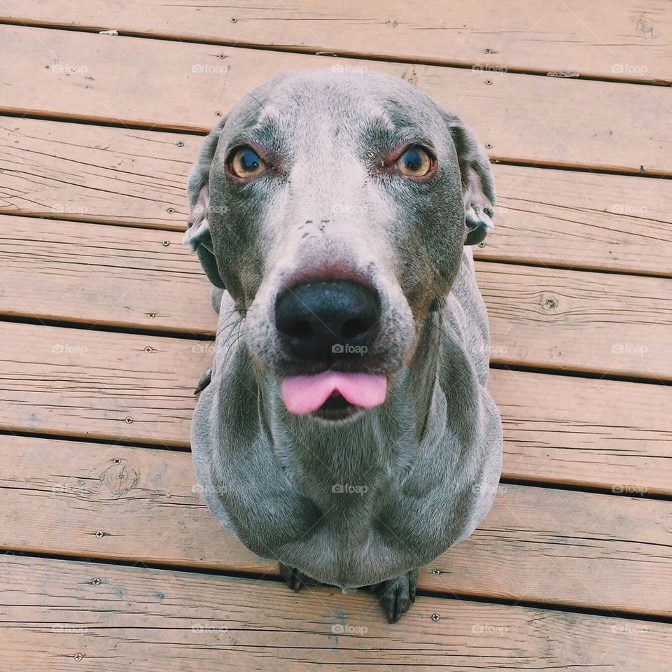 Weimaraner sticking tongue out