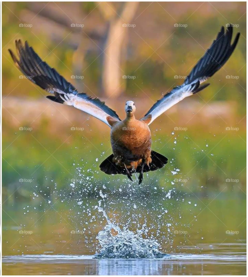 welcome to Foap..I am coming