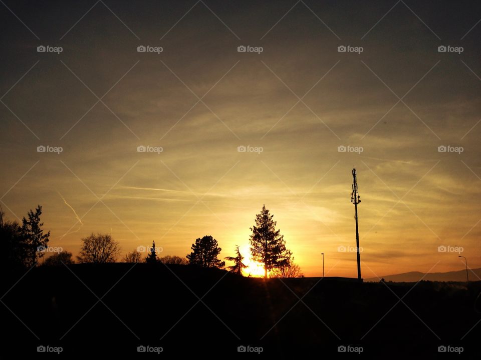 Silhouette trees