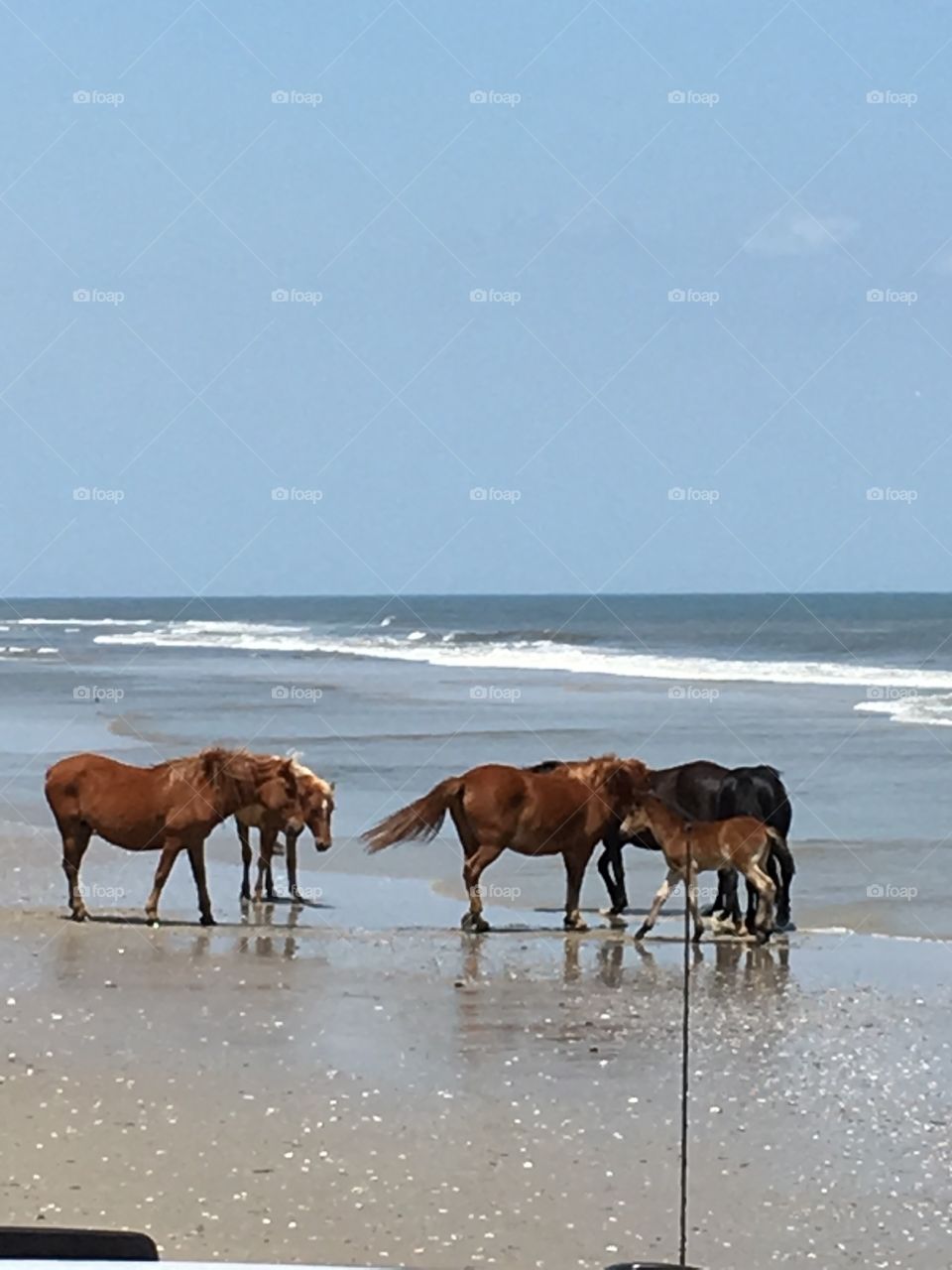Wild horses on beach