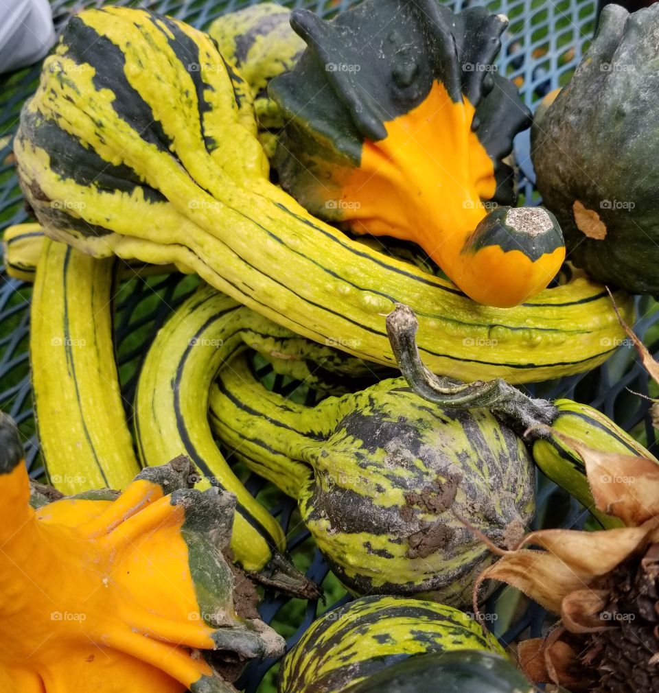 Pumpkin, Halloween, Fall, No Person, Squash Vine