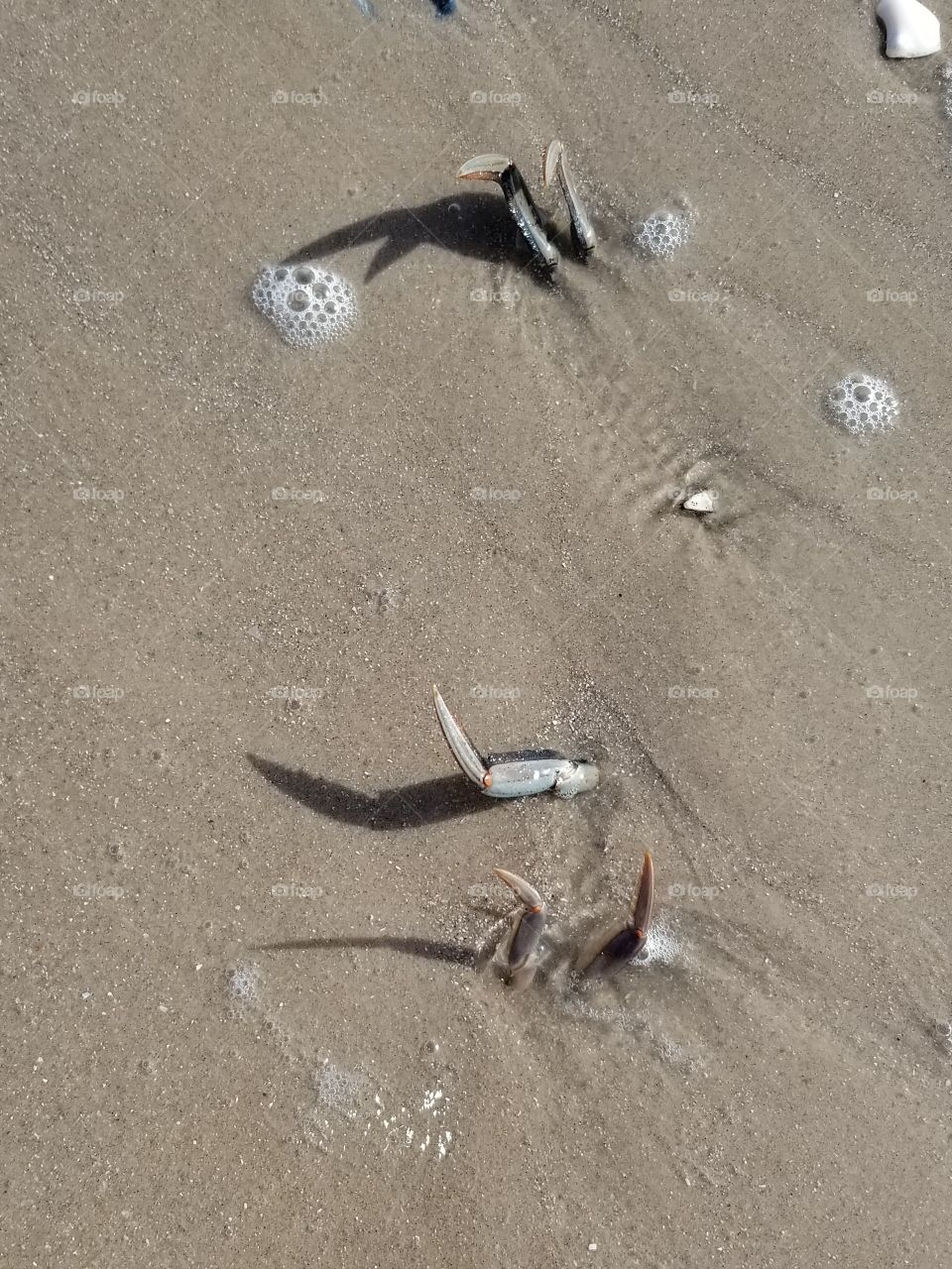 crab in the sand