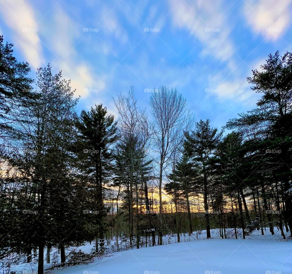 Sun setting through the trees in Maine during winter