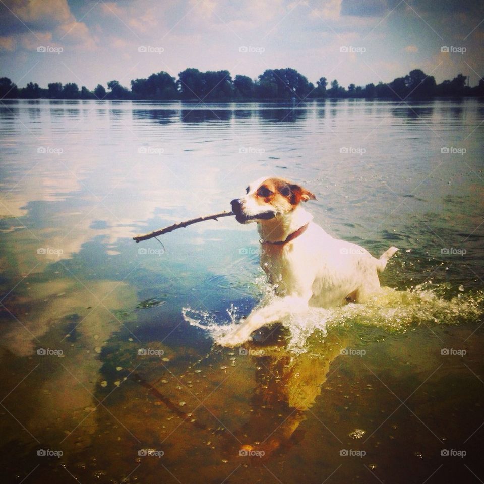 Hurrying dog in the water