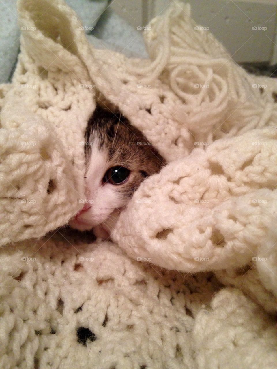 Kitten in a Blanket