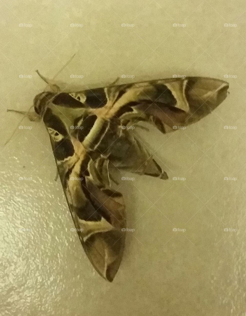 Moth