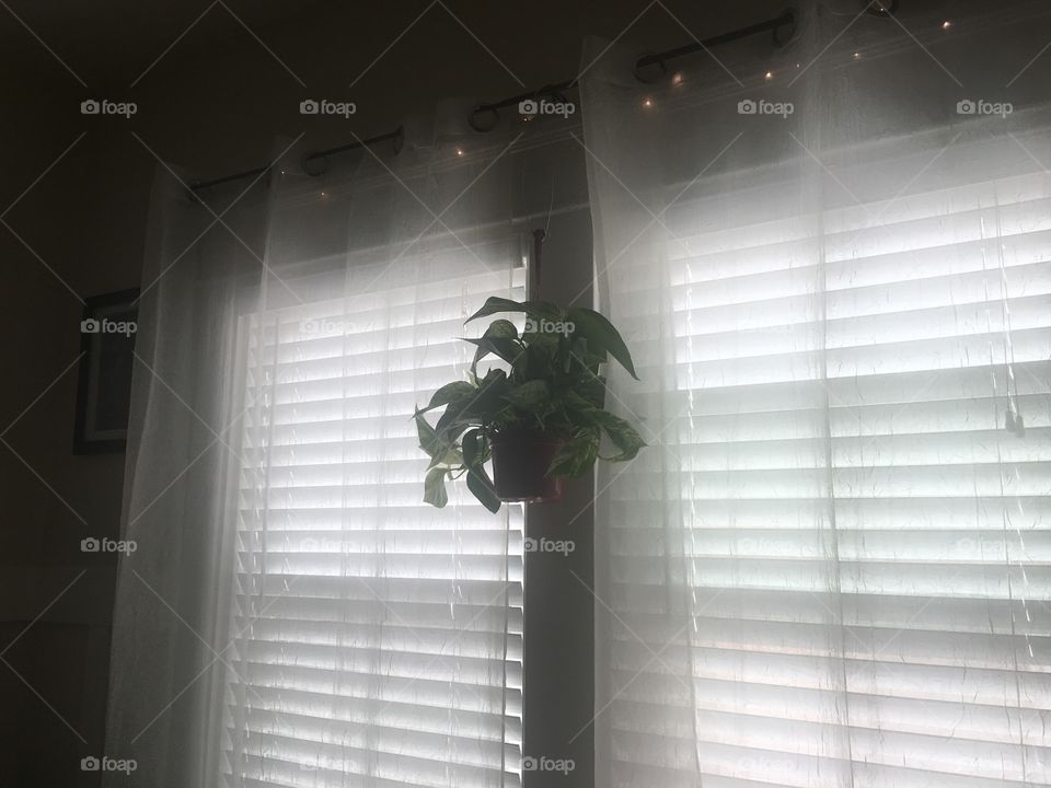 Indoor plant 
