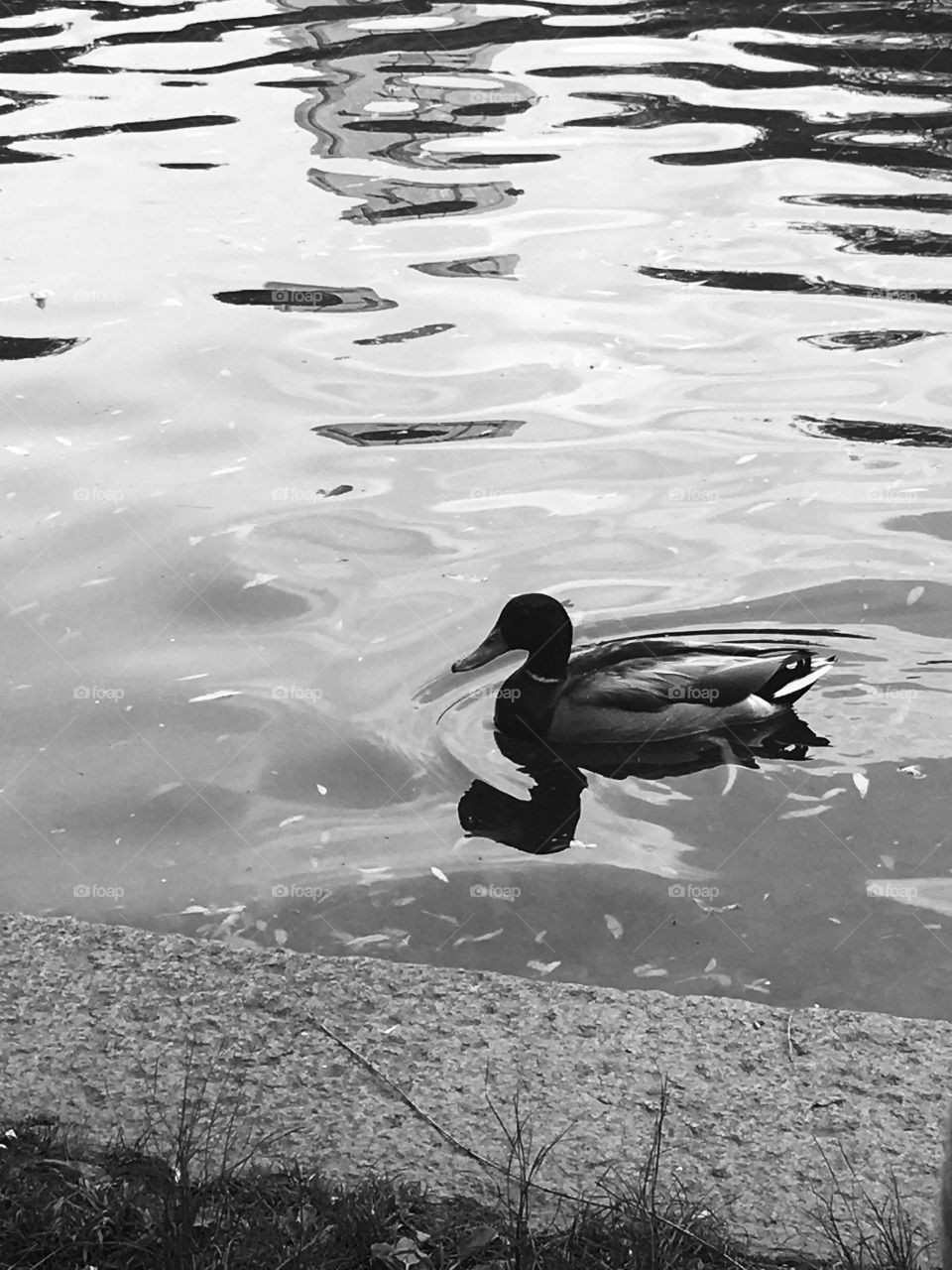 A black and white photo of one duck swimming in water 