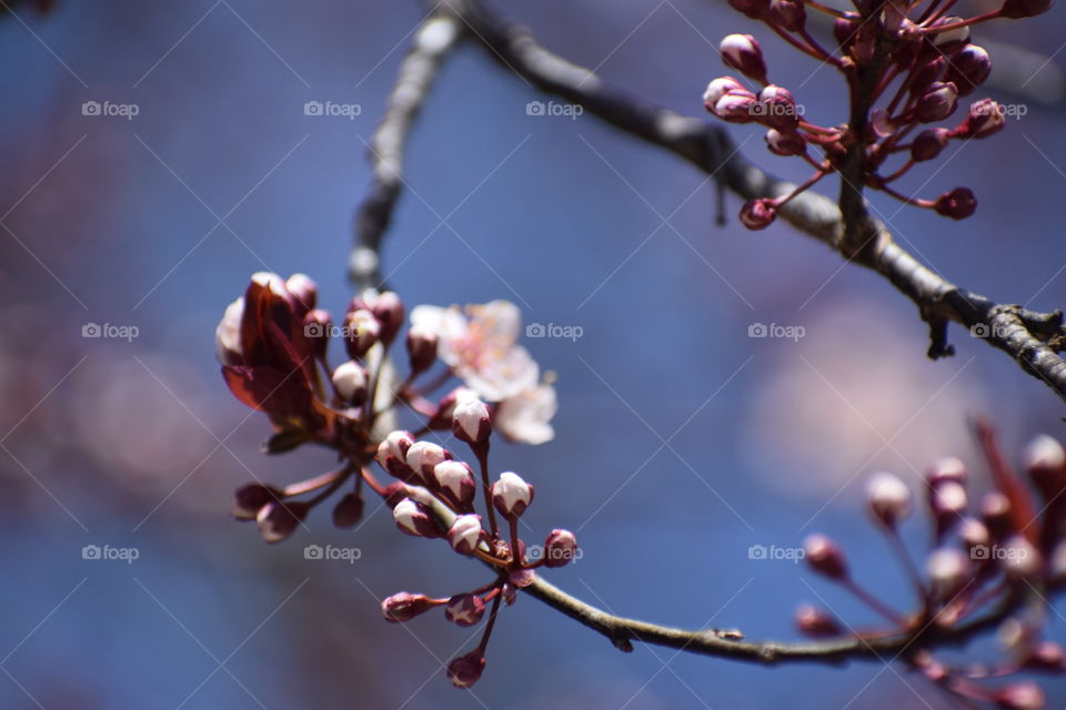 plum blossom