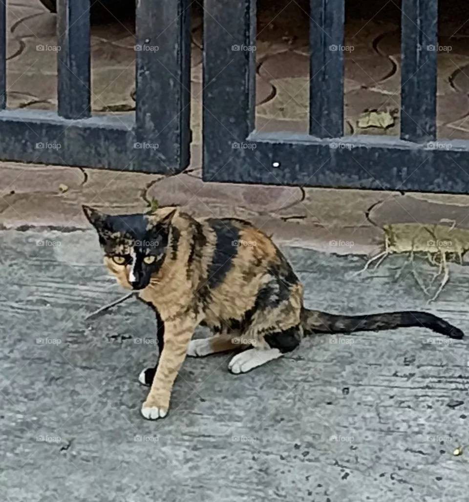Cat