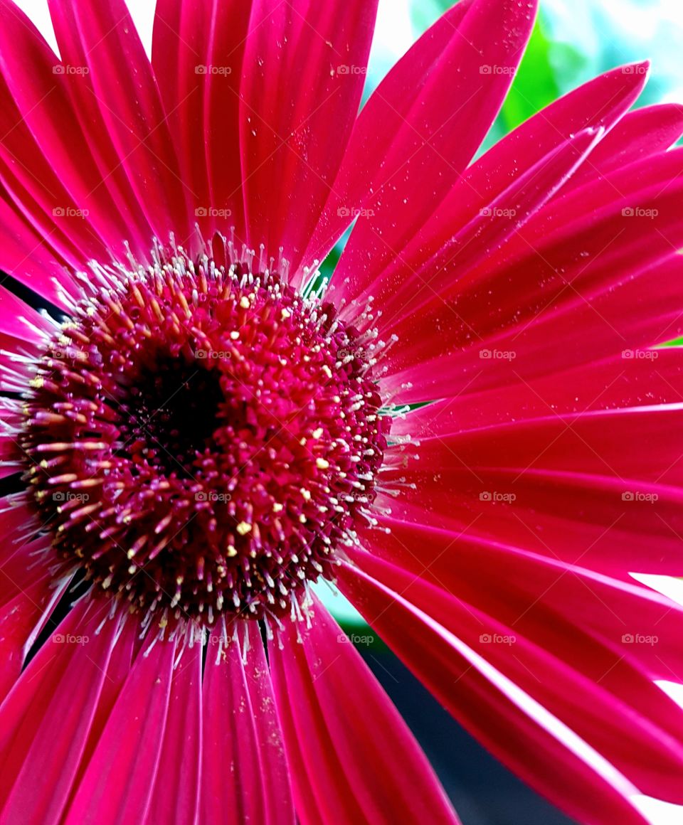 dirty gerbera