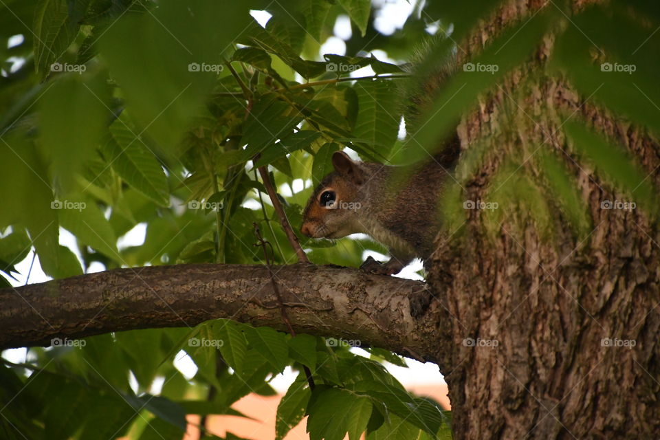 squirrel peaking out of tree