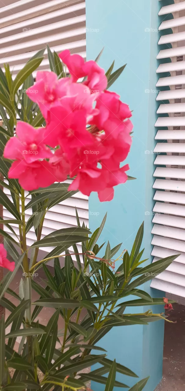 flores rosas e folhas verdes