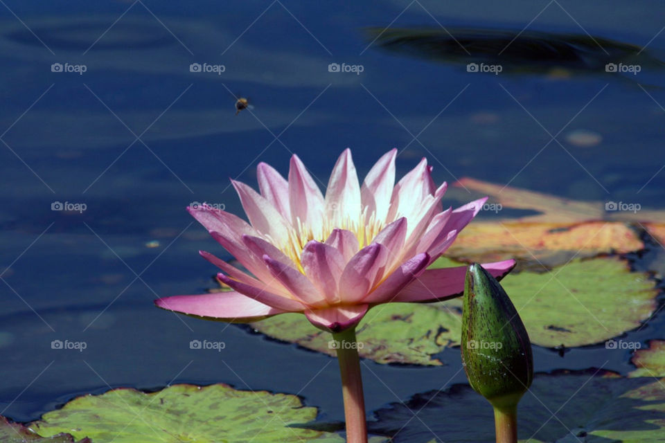 pond water flight bee by mmcook