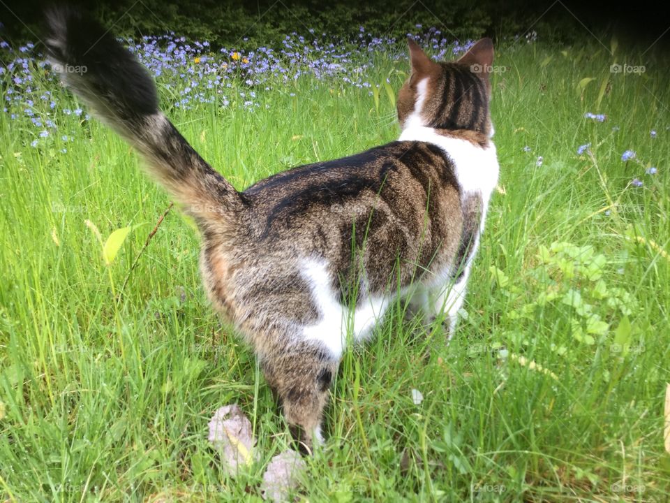 Cat. Cat in garden