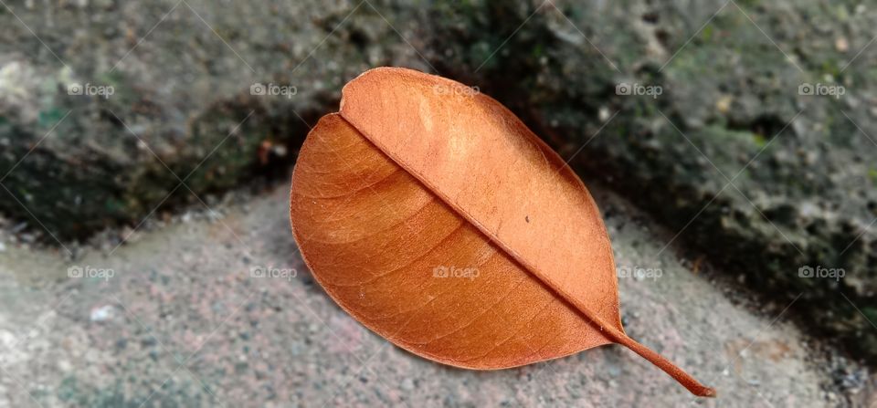 leaf