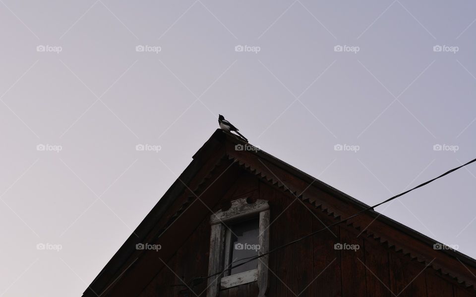 bird on a roof wooden house