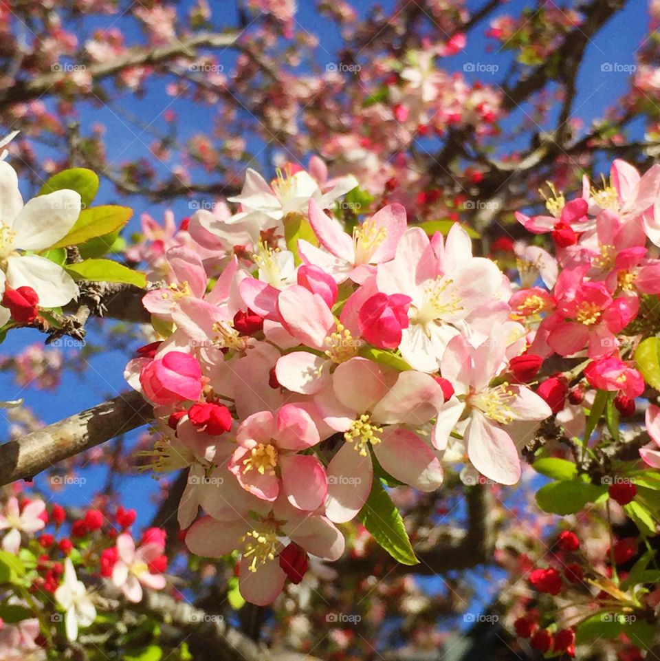 Japanese flowering crabapple 