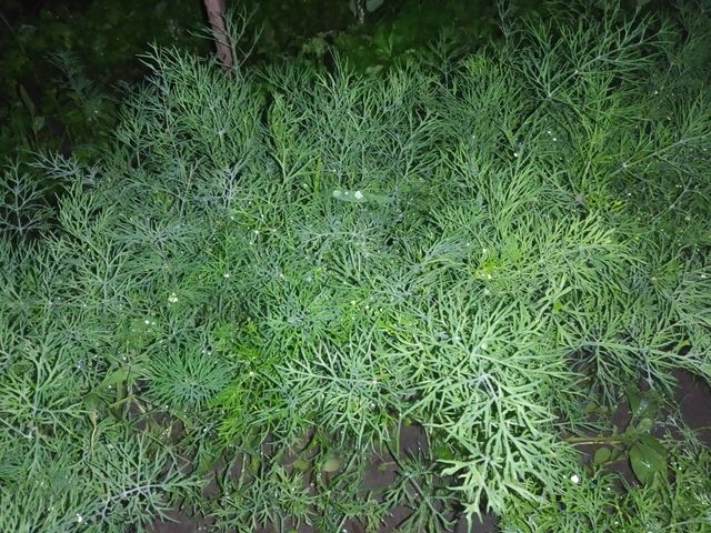 Green dill