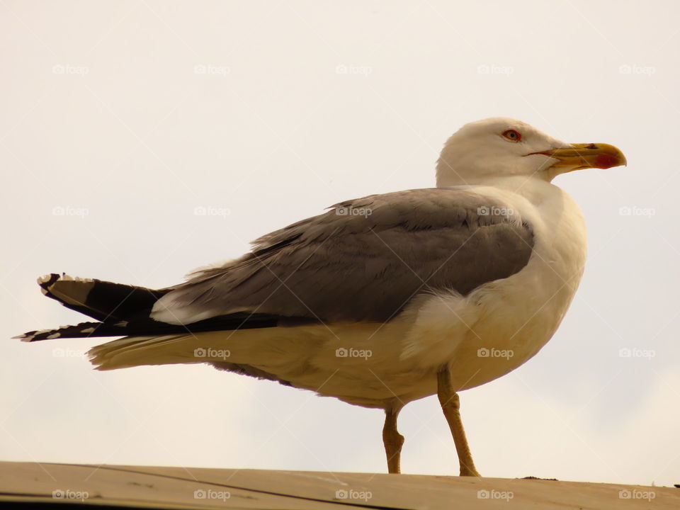 seagull