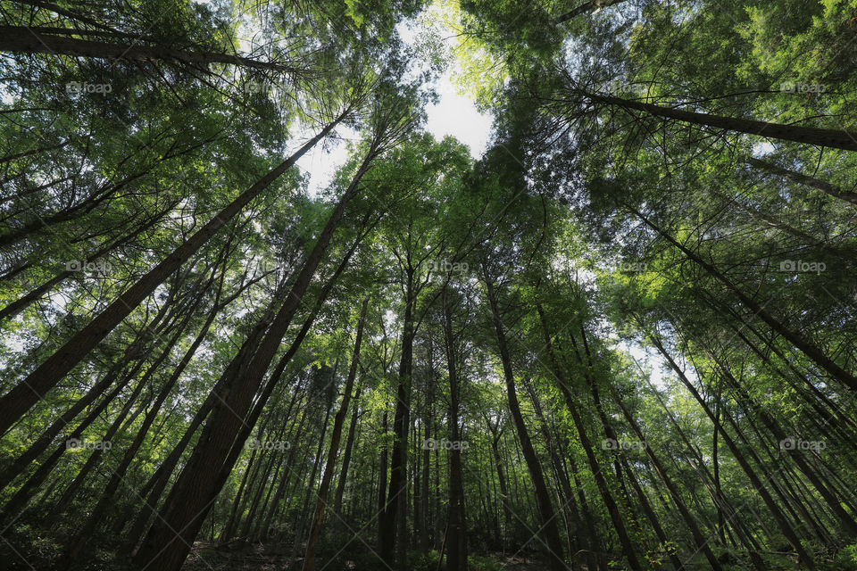 Canopy of tall trees in the forest of North Georgia. 