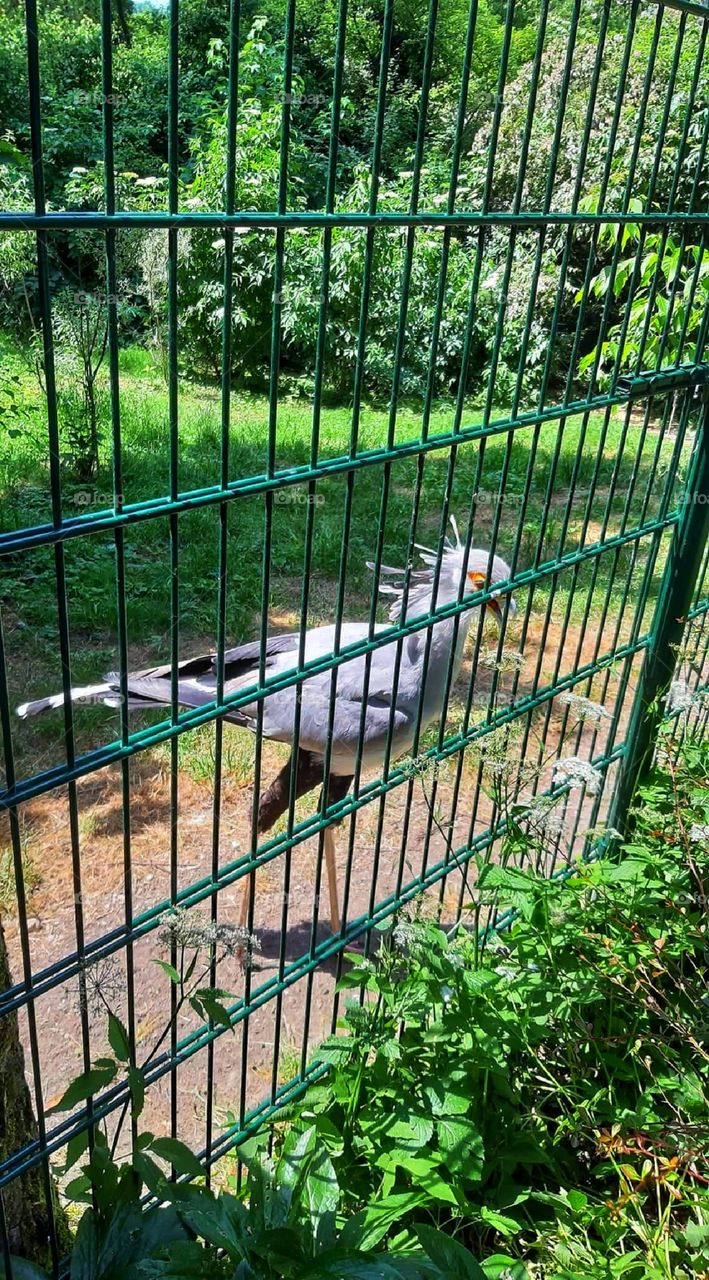 Long -legged bird behind the fence
